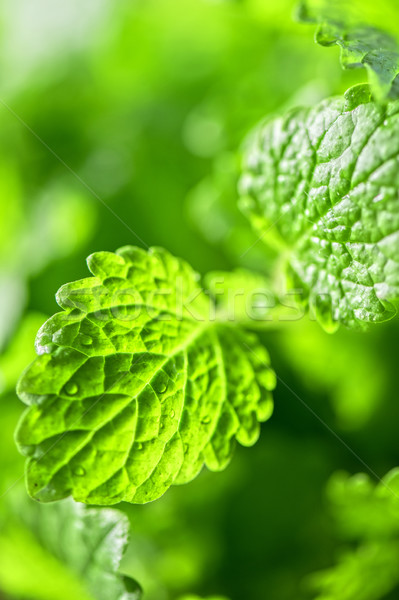 Green fresh melissa Stock photo © olira