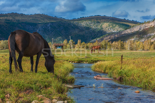 Lovak hegy ranch égbolt fű erdő Stock fotó © olira