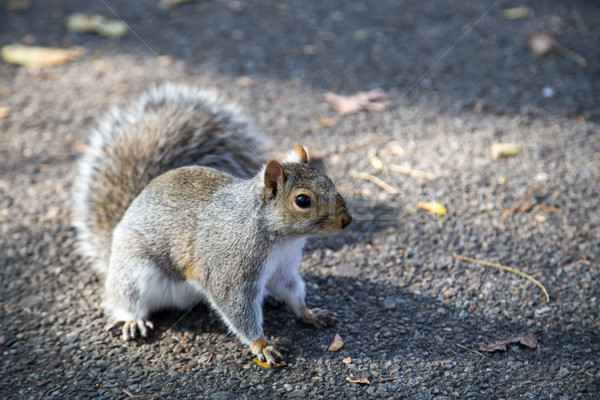 Stock foto: östlichen · grau · Eichhörnchen · New · York · öffentlichen · Park