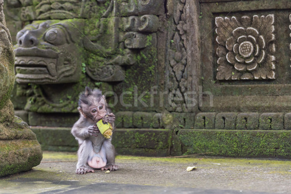 Baby małpa jedzenie posiedzenia świątyni Zdjęcia stock © oliverfoerstner