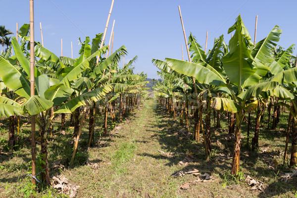 Stock fotó: Banán · ültetvény · Tajvan · fénykép · zárt · virág