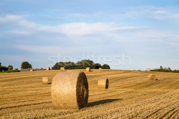Hay bales on a field Stock photo © oliverfoerstner