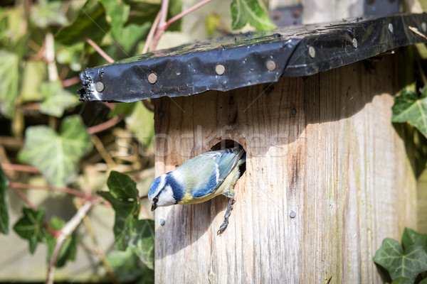 Blue tit at a birdhouse Stock photo © oliverfoerstner