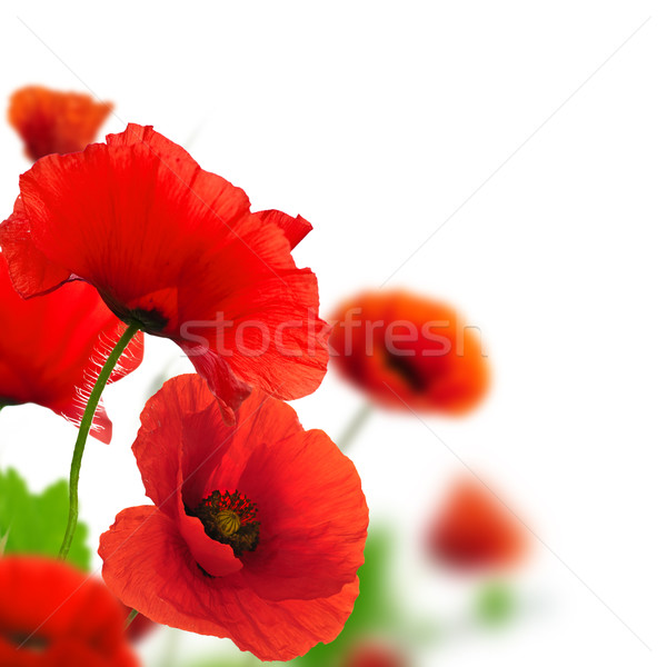 Stok fotoğraf: Bahar · çiçekleri · gelincikler · kırmızı · beyaz · sınır