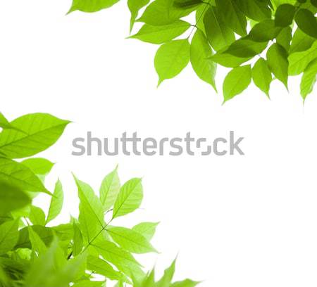 Fresh green leaves, white background - border Stock photo © olivier_le_moal