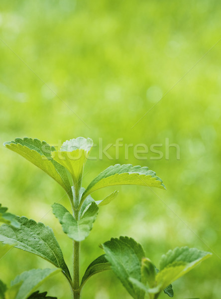 stevia rebaudiana Stock photo © olivier_le_moal