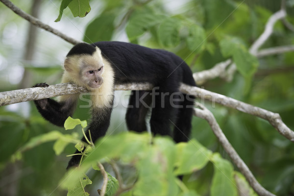 Gracile Capuchin Monkey Stock photo © olivier_le_moal