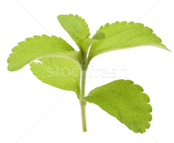 sugar leaf, stevia rebaudiana leaves Stock photo © olivier_le_moal