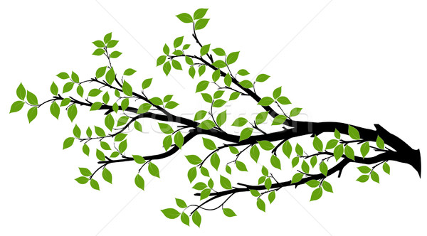 Sylwetka wektora grafiki zielone liście biały Zdjęcia stock © olivier_le_moal