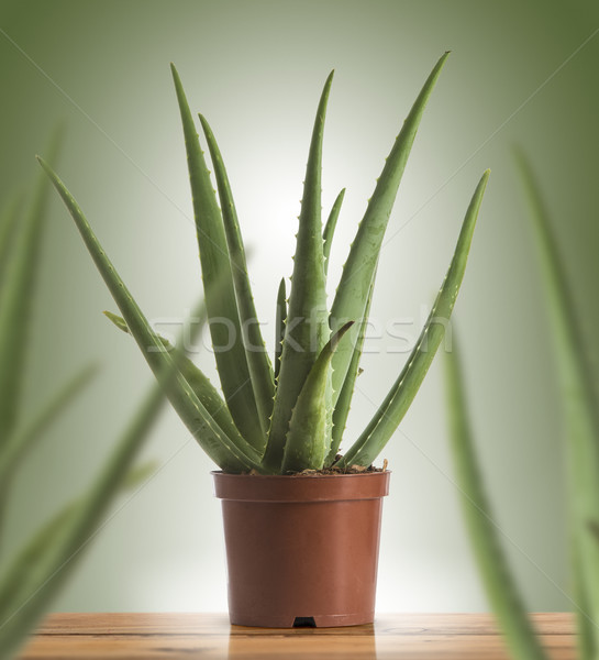 Aloe Vera in a Plastic Pot Over Green Background Stock photo © olivier_le_moal