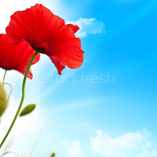poppies flowers and blue sky Stock photo © olivier_le_moal