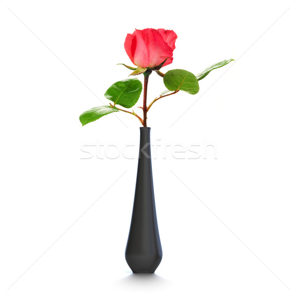 Stock photo: Pink rose