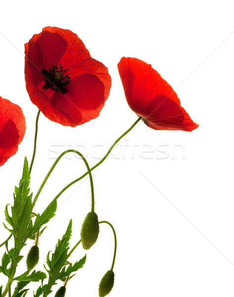 Stock photo: red poppies over white