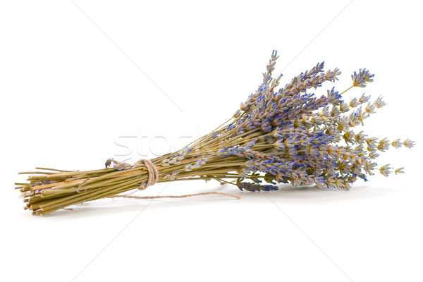 bunch of lavender Stock photo © olivier_le_moal