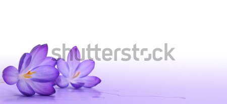 Stock foto: Krokus · Blume · weiß · violett · Frühling · Natur