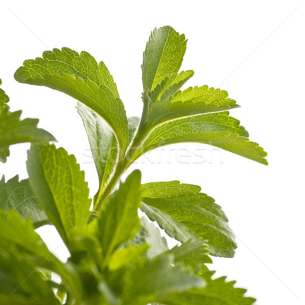 stevia rebaudiana decorative plant Stock photo © olivier_le_moal