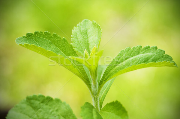 stevia rebaudiana Stock photo © olivier_le_moal