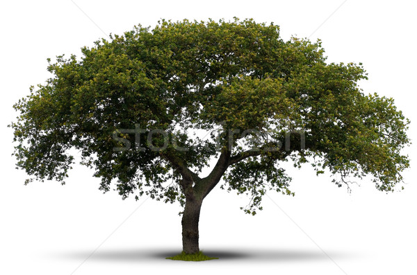 entire green tree over white Stock photo © olivier_le_moal