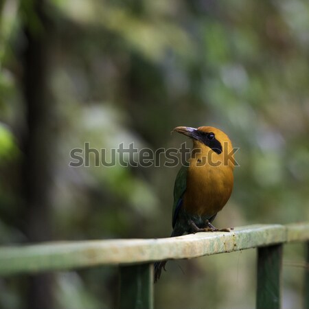 Rufous Motmot, Baryphthengus Martii. Wildlife in Costa Rica Stock photo © olivier_le_moal