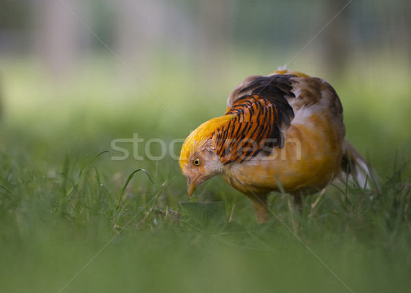 Male Yellow Golden Pheasant, Chrysolophus Pictus Mut Luteus Stock photo © olivier_le_moal