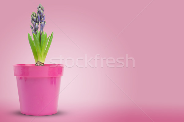 fleur jacinthe (hyacinthe) hyacinthussur fond rose Stock photo © olivier_le_moal