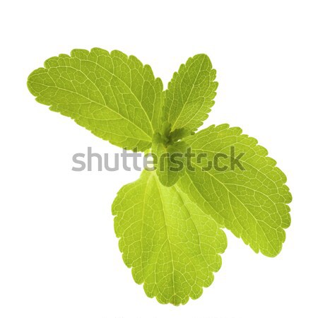 stevia rebaudiana leaves Stock photo © olivier_le_moal
