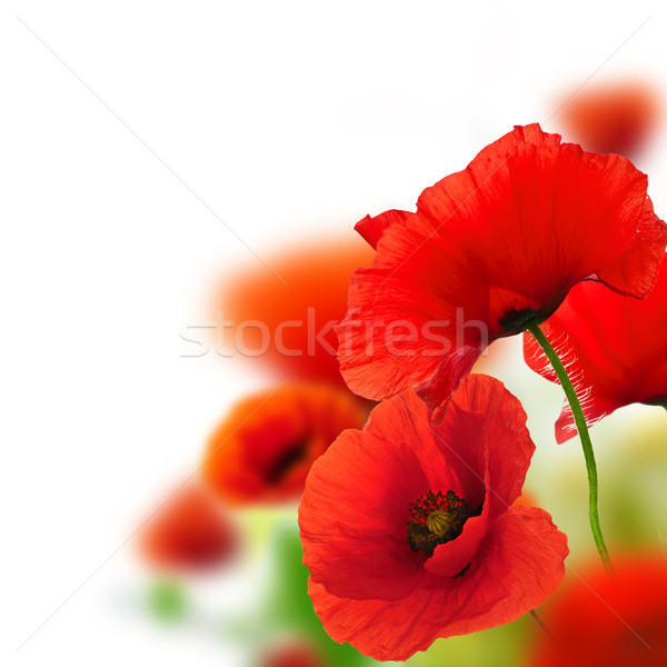 Stock photo: poppies flowers background - frame