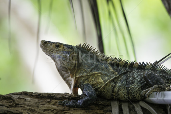 Animais selvagens preto Costa Rica tropical floresta perfil Foto stock © olivier_le_moal