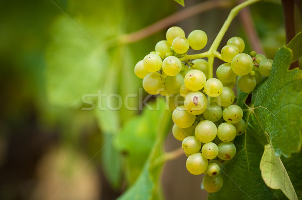 close up of grapevine Stock photo © olivier_le_moal