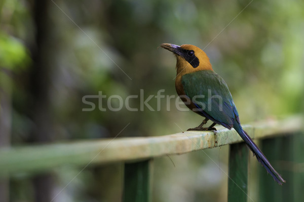 Rufous Motmot, Baryphthengus Martii. Wildlife in Costa Rica Stock photo © olivier_le_moal