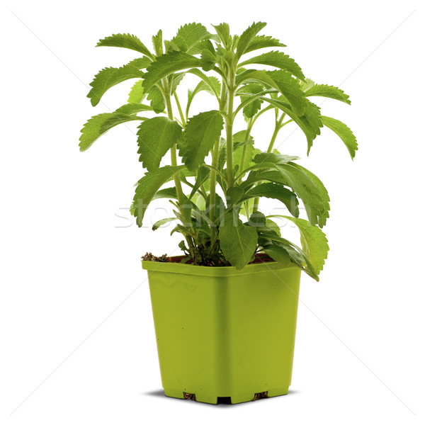 stevia plan into a bucklet Stock photo © olivier_le_moal