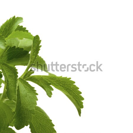 stevia plan decorative background Stock photo © olivier_le_moal