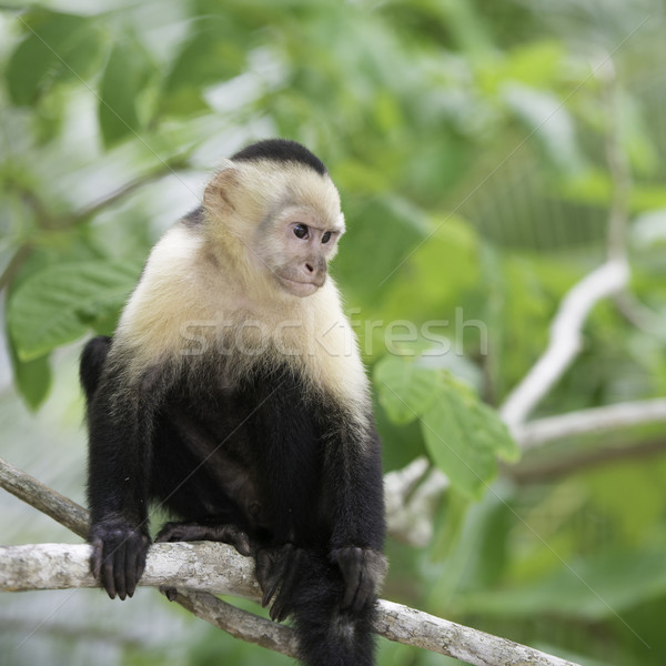 Gracile Capuchin Monkey, Wildlife in Central America. Stock photo © olivier_le_moal