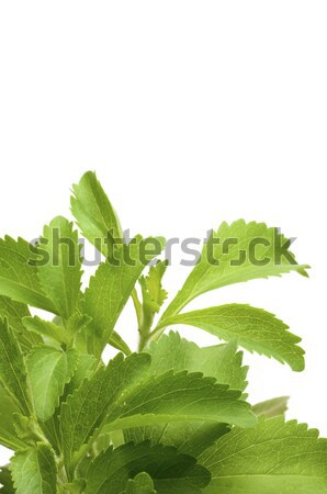 stevia plan decorative background Stock photo © olivier_le_moal