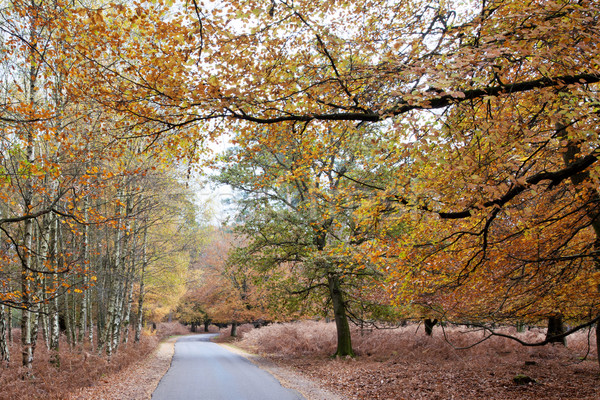 Route forêt nouvelle automne Angleterre [[stock_photo]] © ollietaylorphotograp