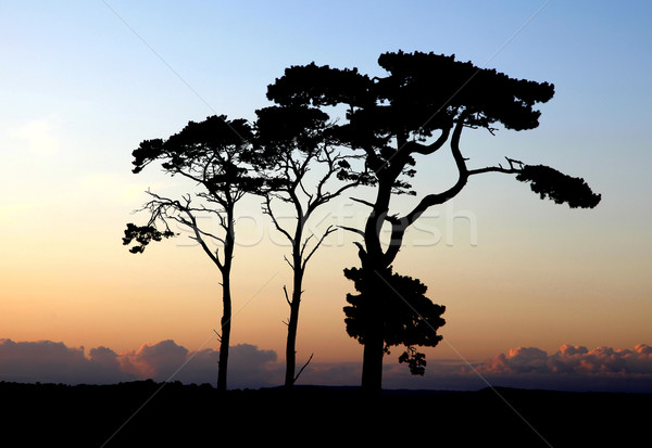 Alberi tramonto panorama cielo nubi primavera Foto d'archivio © ollietaylorphotograp