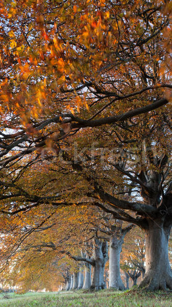 Autunno colori alberi strada cielo erba Foto d'archivio © ollietaylorphotograp