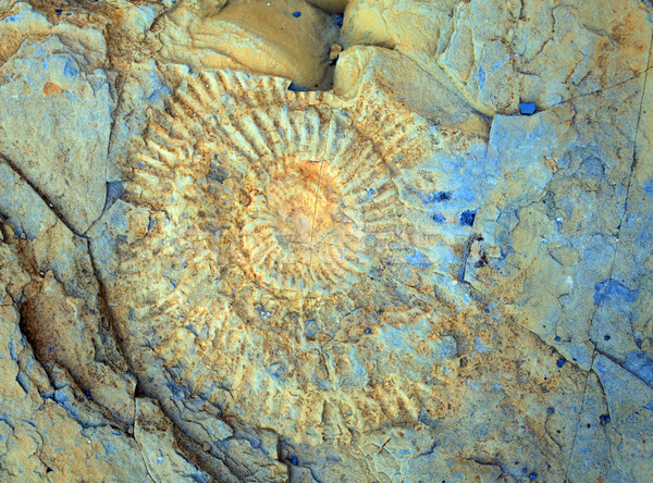 Ammonite  Stock photo © ollietaylorphotograp