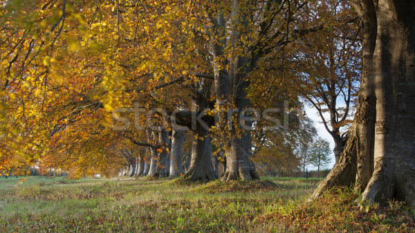 Autumn Colours Stock photo © ollietaylorphotograp