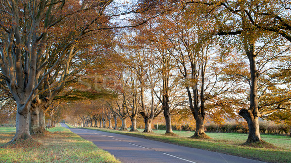 Automne couleurs arbres route ciel herbe [[stock_photo]] © ollietaylorphotograp