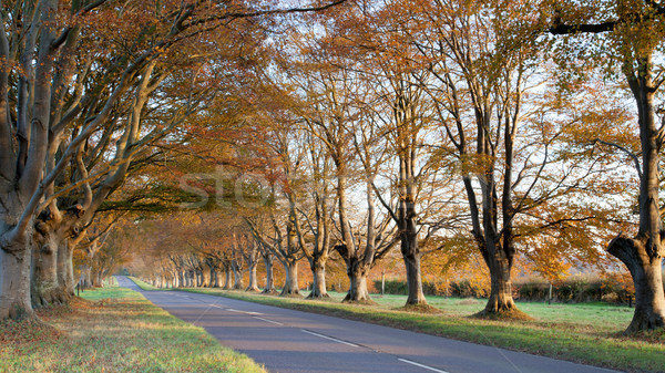 Automne couleurs arbres route ciel herbe [[stock_photo]] © ollietaylorphotograp