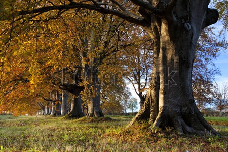 Autumn Colours Stock photo © ollietaylorphotograp