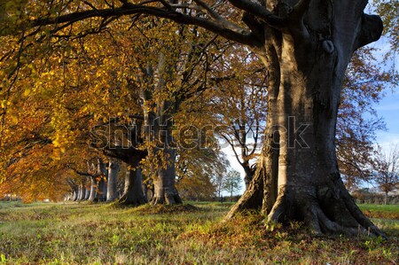 Autunno colori alberi strada cielo erba Foto d'archivio © ollietaylorphotograp