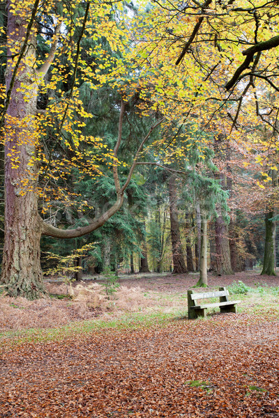Tranquil seated area in the autumn forset Stock photo © ollietaylorphotograp