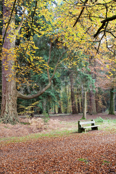 Autunno panchina riposo nuovo Foto d'archivio © ollietaylorphotograp