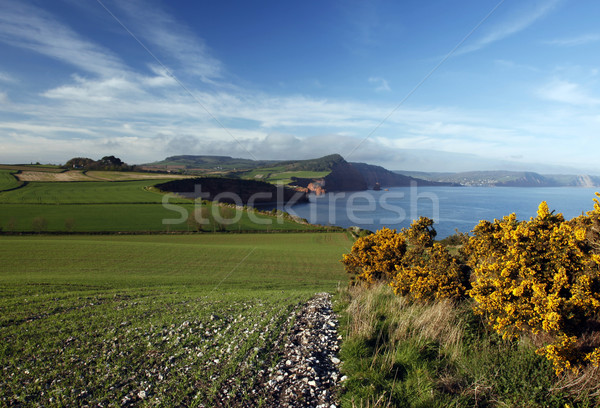 Rolling hills in Sidmouth Stock photo © ollietaylorphotograp