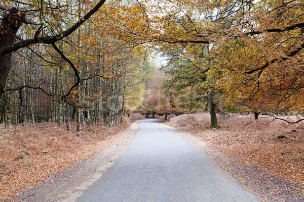 The road through the forest Stock photo © ollietaylorphotograp