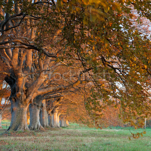 Automne couleurs arbres route ciel herbe [[stock_photo]] © ollietaylorphotograp