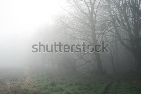 Brouillard tôt le matin brouillard ciel forêt paysage [[stock_photo]] © ollietaylorphotograp