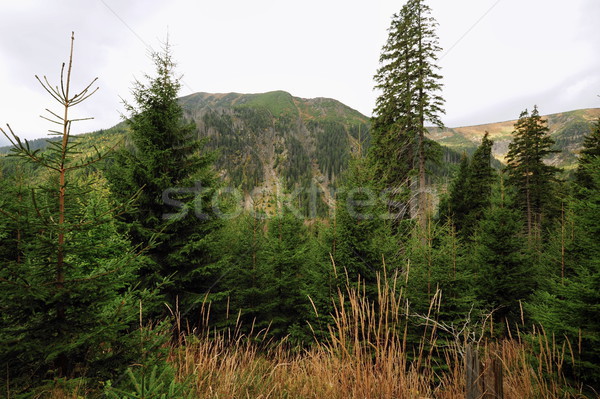 Vue paysage arbre herbe forêt fond Photo stock © ondrej83